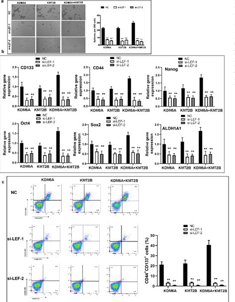 Figure 6 From Histone Demethylase Kdm6a Coordinating With Kmt2b