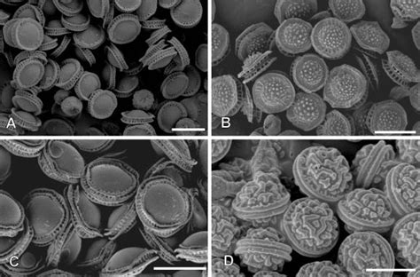 Scanning Electronmicroscopy Of Ascospores Of Emericella Species A E