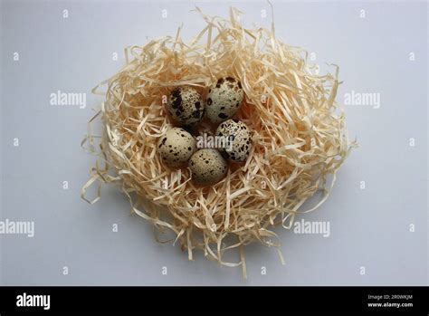 Five Spotted Eggs In A Hay Nest On A White Surface Top View Stock Photo