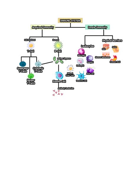 Diagram of The Immune System | PDF