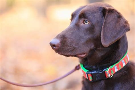 Darmowe Zdjęcia : ssak, kręgowiec, canidae, rasa psa, Labrador ...
