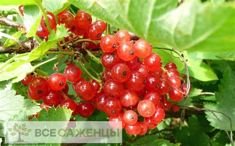 Цена на Смородина красная Поляна - купить саженцы