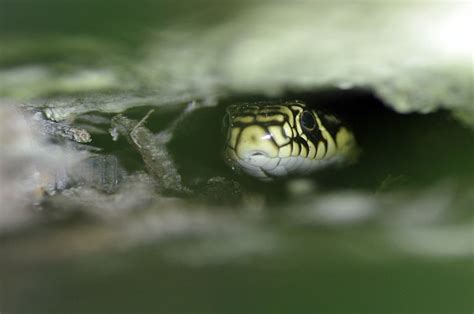 Couleuvre Verte Et Jaune Hierophis Viridiflavus Animaux Couleuvre