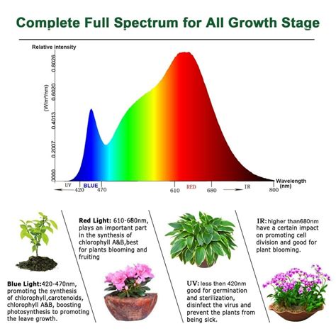 What Color Of Grow Light Is Best At Dorothy Wade Blog