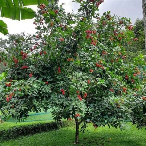 Everything About Growing Rambutan Balcony Garden Web