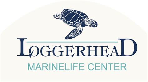 Loggerhead Marinelife Center Breaks All Time Sea Turtle Nesting Record Loggerhead Marinelife