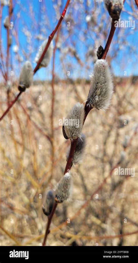 Pussy Willow Salix Discolor Stock Photo Alamy