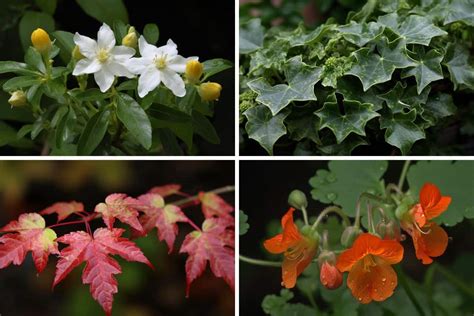 Plantes Grimpantes Viter Pour Votre Pergola Gardez Vos Sols