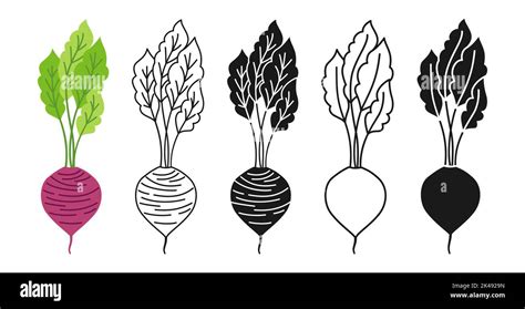 Beetroot With Stem Cartoon Linear Icon Set Doodle Style Engraving