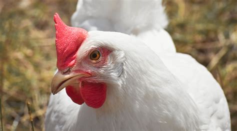 Nacmcf Reports On Reducing Salmonella In Poultry Advises Fsis On