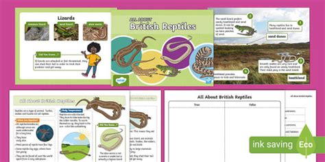 Ks1 British Reptiles Powerpoint Fact File Activity Sheet