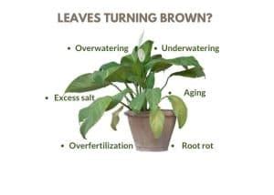 Why Peace Lily Leaves Turn Brown: Causes & Fixes | Gardenine