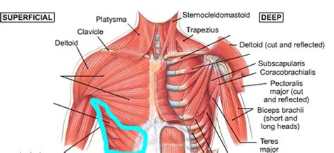 Anterior Extrinsic Shoulder Muscle Names (Module 6) Flashcards | Quizlet