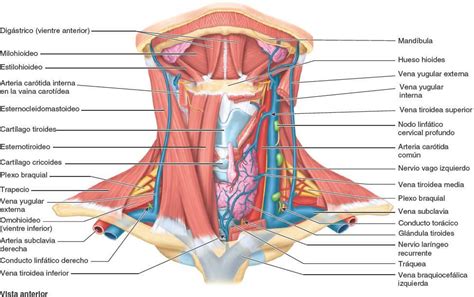 Descripci N General Del Cuello Enfermer A