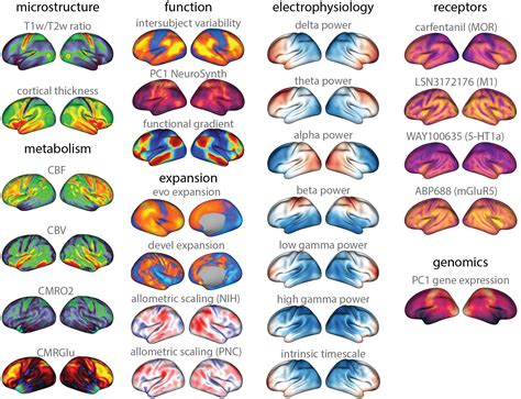 Neuromaps A One Stop Shop For Brain Maps