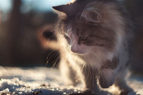Hypoallergenic Cats That Don’t Shed (At Least Not As Much)
