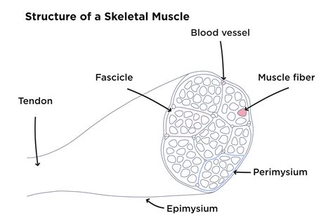 What Is Muscle Mass And Why Is It Key To Your Health Health