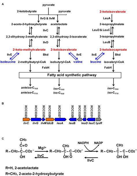 Frontiers Biological Functions Of IlvC In Branched Chain Fatty Acid