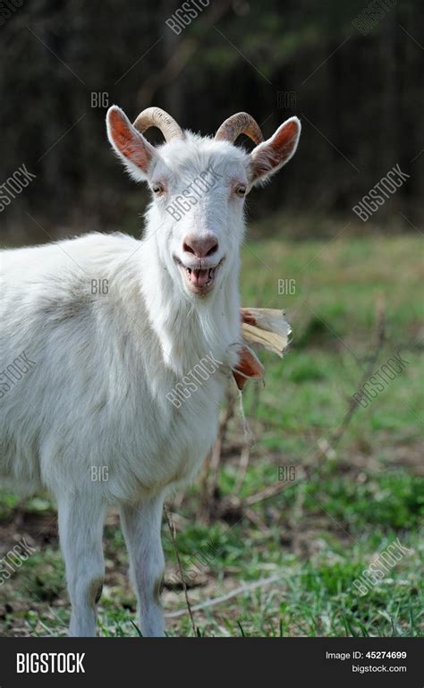 Bleating Goat Image & Photo (Free Trial) | Bigstock