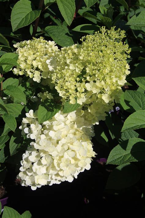 Hydrangea Paniculata Bobo Pluimhortensia Stolwijk Plants