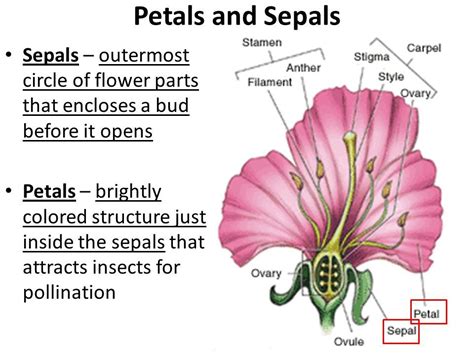 Function Of Ovary In Flower Kareemcelmacdonald