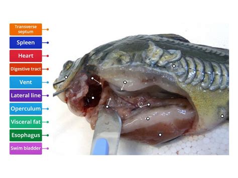 fish internal organs  labelled diagram
