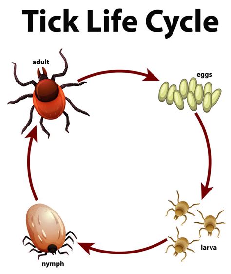 The Tick Life Cycle Understanding The Enemy For Better Prevention