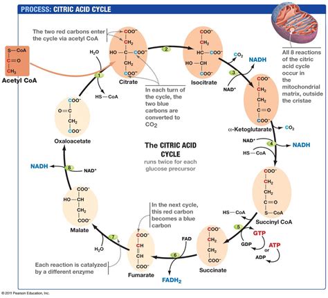 Diagram Of The Kreb Cycle Wiring Diagram Pictures