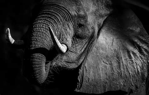 Black Elephant Wallpapers - Top Free Black Elephant Backgrounds - WallpaperAccess