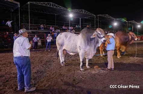 Feria Ganadera Managua 2023 Realiza Juzgamiento De Ganado Brahman Con