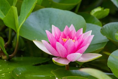 Fiore Di Loto Immagine Gratis Public Domain Pictures