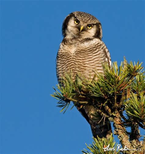 Northern Hawk Owl Northern Hawk Owl Special Galleries Gallery