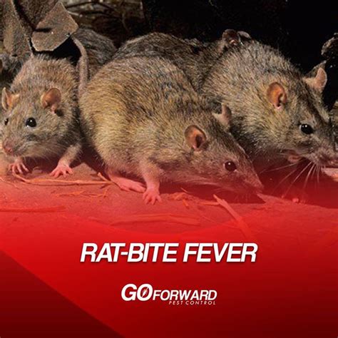 Rat Bite Fever is a disease contracted from the bite of a rat that ...