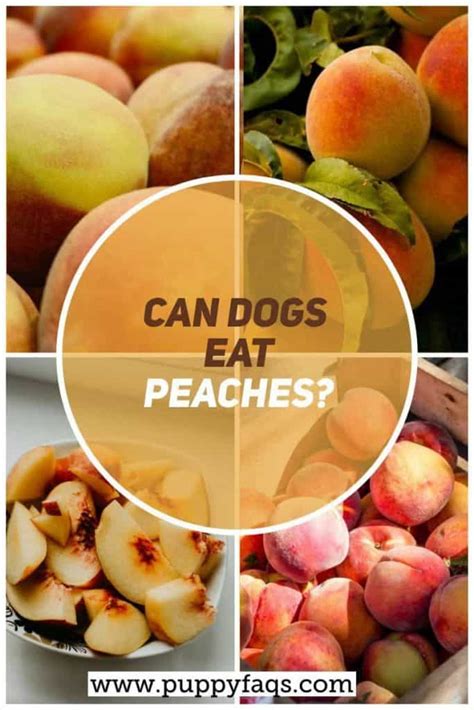 Can Dogs Eat Peaches Puppyfaqs