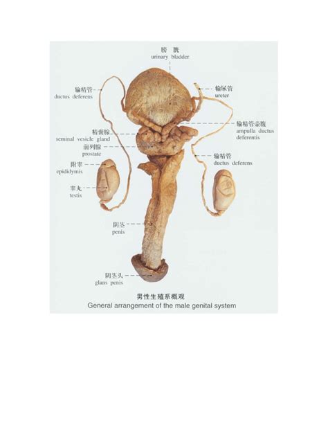 人体解剖实物图 男性生殖系统word文档在线阅读与下载无忧文档