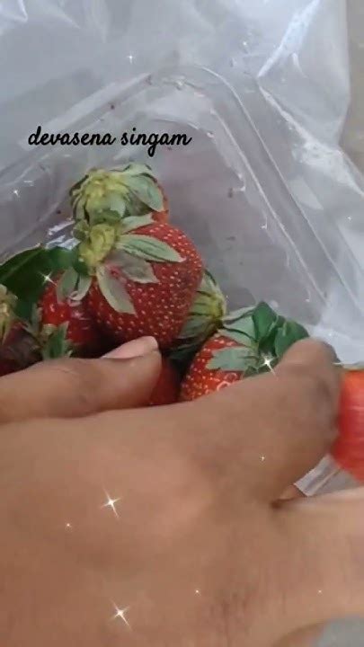 Stawberry Fruits 🍓🍓 My Fav 🍓🍓🍓fruitytshorts 23052024 Devasena Vlogs 🦁🐯 Youtube