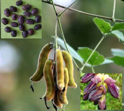 Mucuna Pruriens Velvet Bean Cowitch Raw Black Florida Velvet Bean