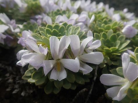 Viola cotyledon - World of Succulents