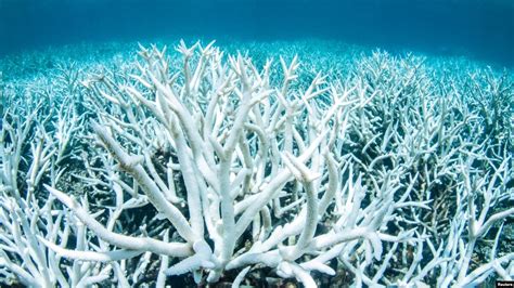 Pollution Flows into Australia’s Great Barrier Reef Declines