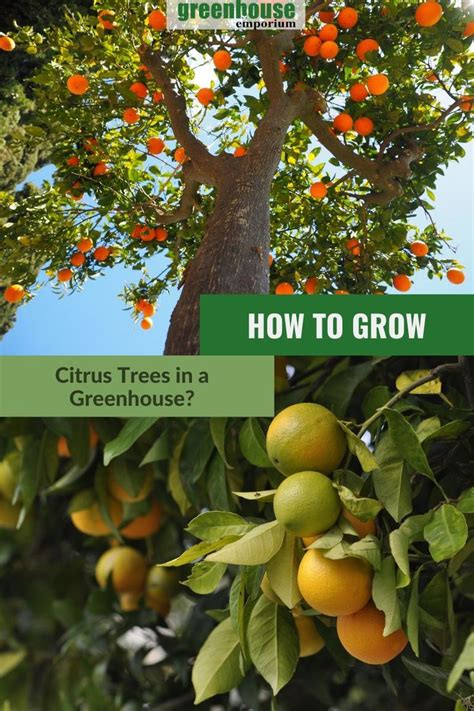 How To Grow Citrus Trees In A Greenhouse Greenhouse Emporium Citrus Trees Growing Citrus