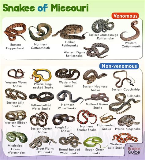 List of Common Venomous and Non-venomous Snakes in Missouri with Pictures