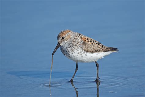 Western Sandpiper With Worm Birdnote