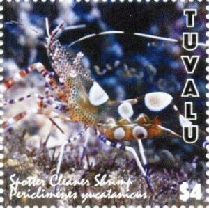 Stamp Spotted Cleaner Shrimp Periclimenes Yucatanicus Tuvalu Marine