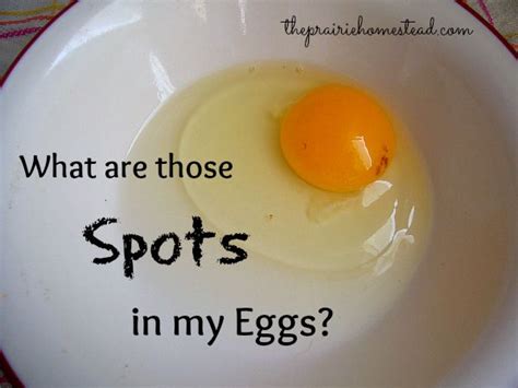 Every Once And A While I Used To Get Those Weird Reddish Brown Spots In My Fresh Eggs And I Wasn