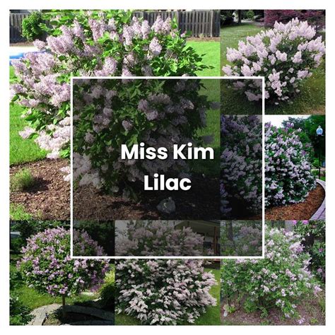 How To Grow Miss Kim Lilac Plant Care Tips Norwichgardener