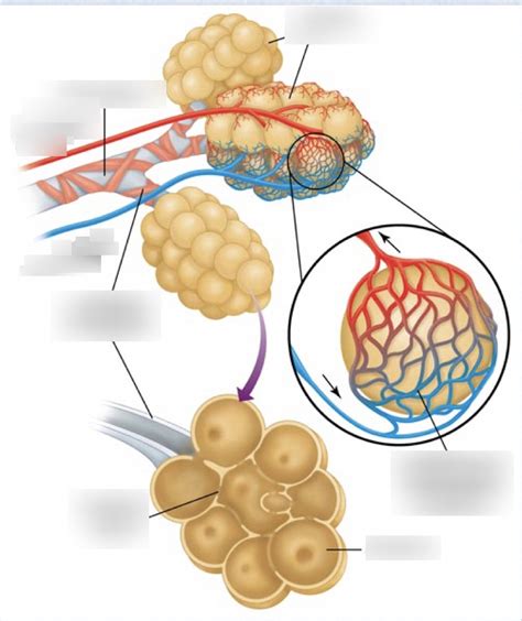 Alveoli of Lungs Diagram | Quizlet