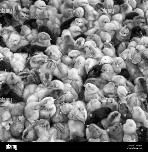 Large Group Of Newly Hatched Chicks On A Chicken Farm Black And White