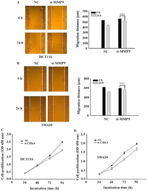 Knockdown Of Mmp9 And Cdk4 Expression Inhibits Cell Migration And Download Scientific Diagram