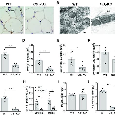 Subcellular location of CB1 receptor in eWAT. (A) Representative ...