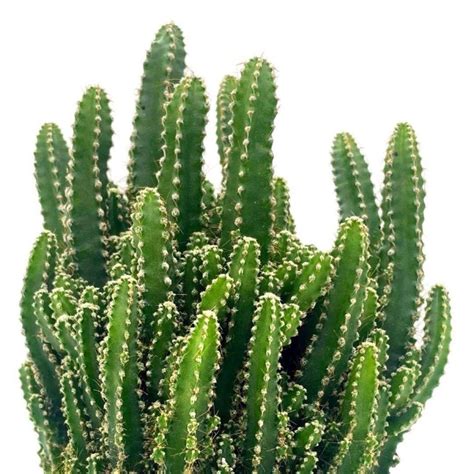 Fairy Castle Cactus Blozem